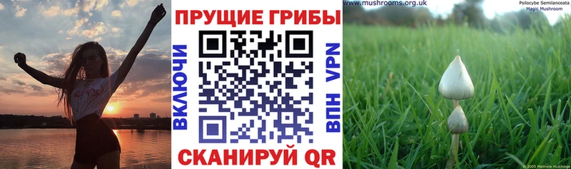 Галлюциногенные грибы Magic Shrooms  купить наркотик  Жигулёвск 